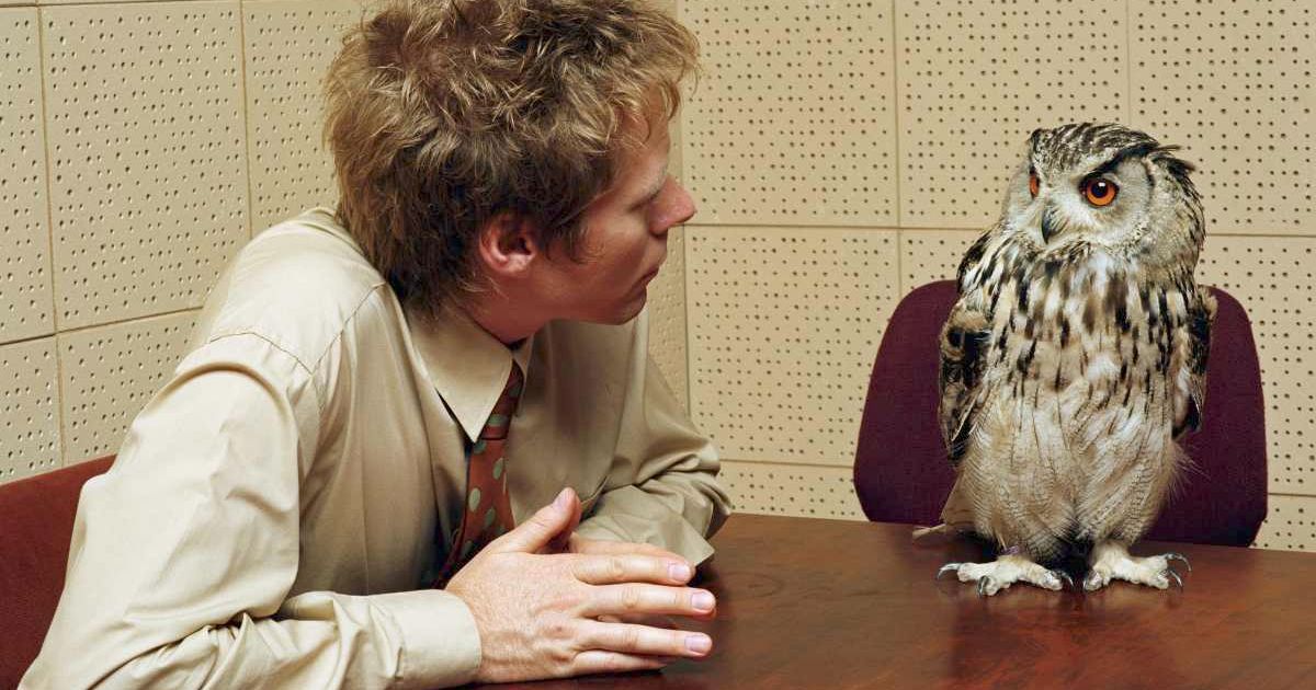 Farmer confronts owl in hilarious ‘disciplinary meeting’ after catching it attacking his chickens