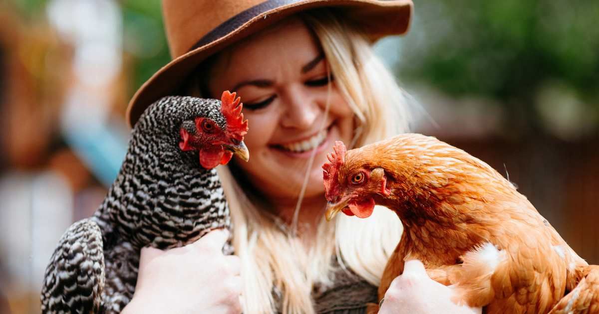 Grieving neuroscientist wrote a letter to her neighbor, thanking his chickens for helping her heal