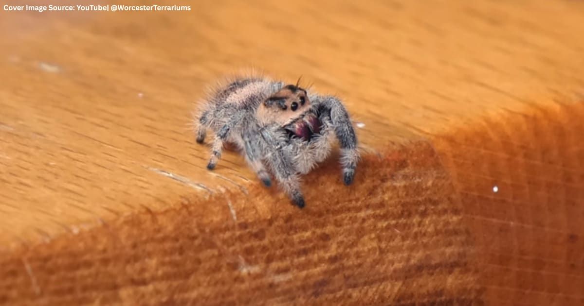 After 14 days trying to befriend a tiny spider, this YouTuber got a reaction few expected