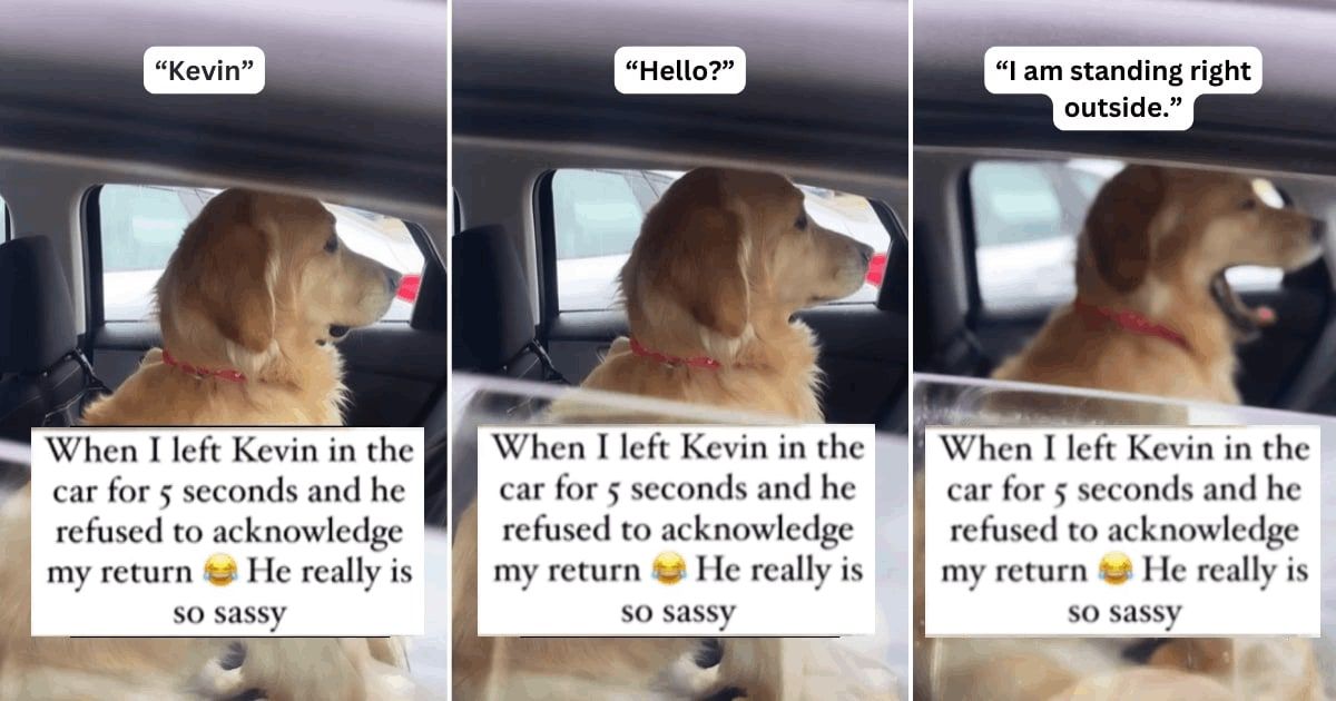 Dog has hilarious reaction to his 'human mom' leaving him alone for 5 seconds