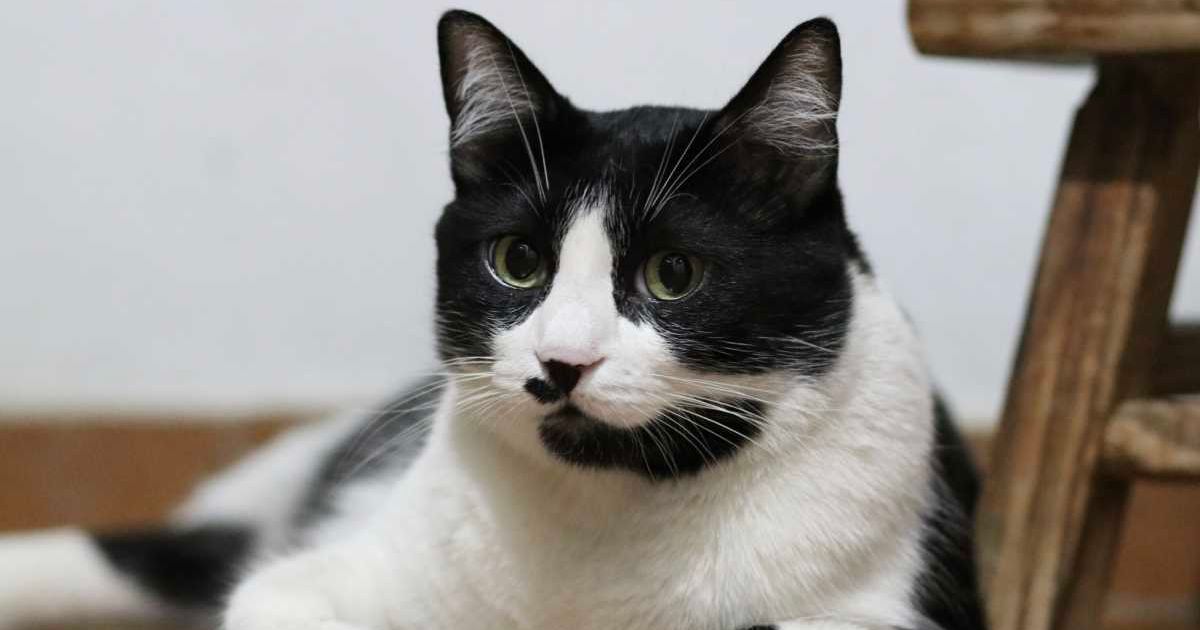 Cat who saved Brooklyn Hall became a local hero. When he died, New York Times honored him with obituary