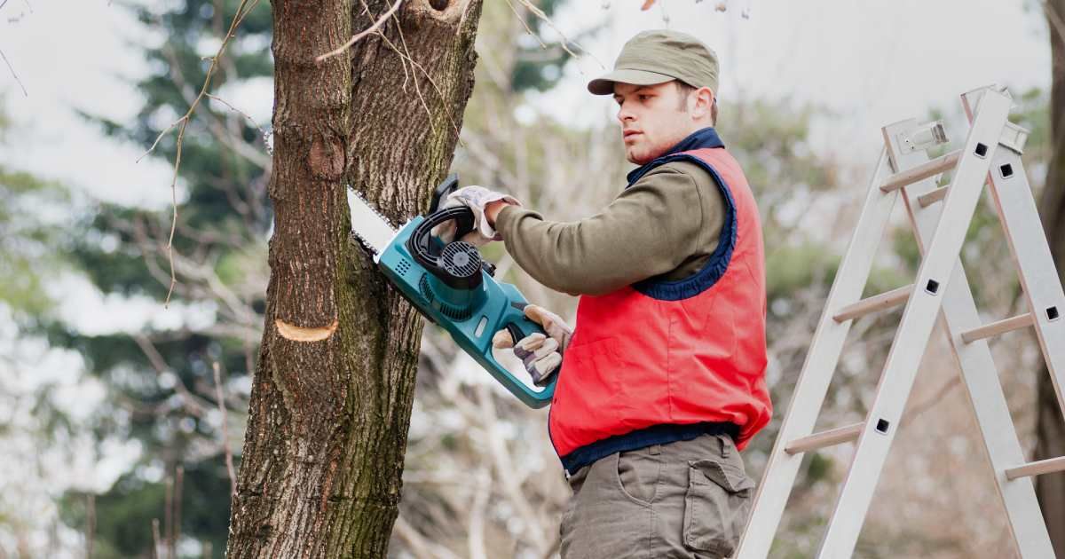 HOA gets a taste of its own medicine after messing with homeowner's beloved mulberry tree
