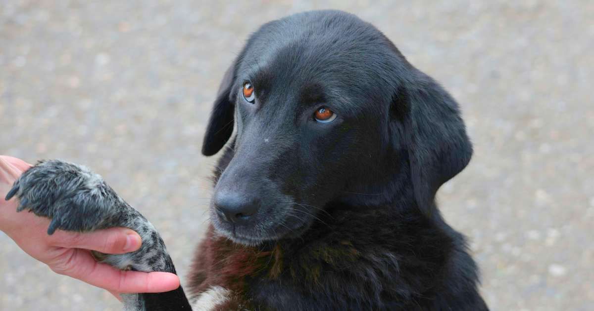 How long before a dog forgets its owner? This man spent 15 years uncovering the heartbreaking answer