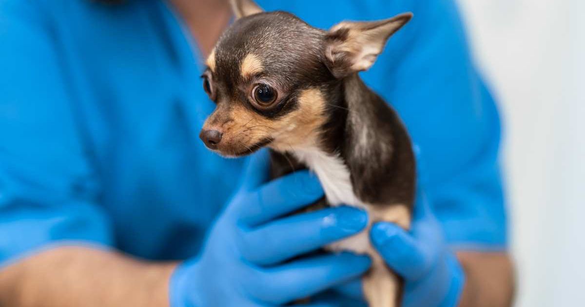 Vet scanning Chihuahua's fractured leg stunned to find 18k gold necklace show up in X-ray