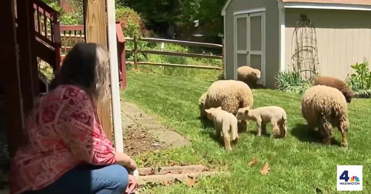 Sheep are now mowing lawns and attending birthday parties in Washington, D.C.