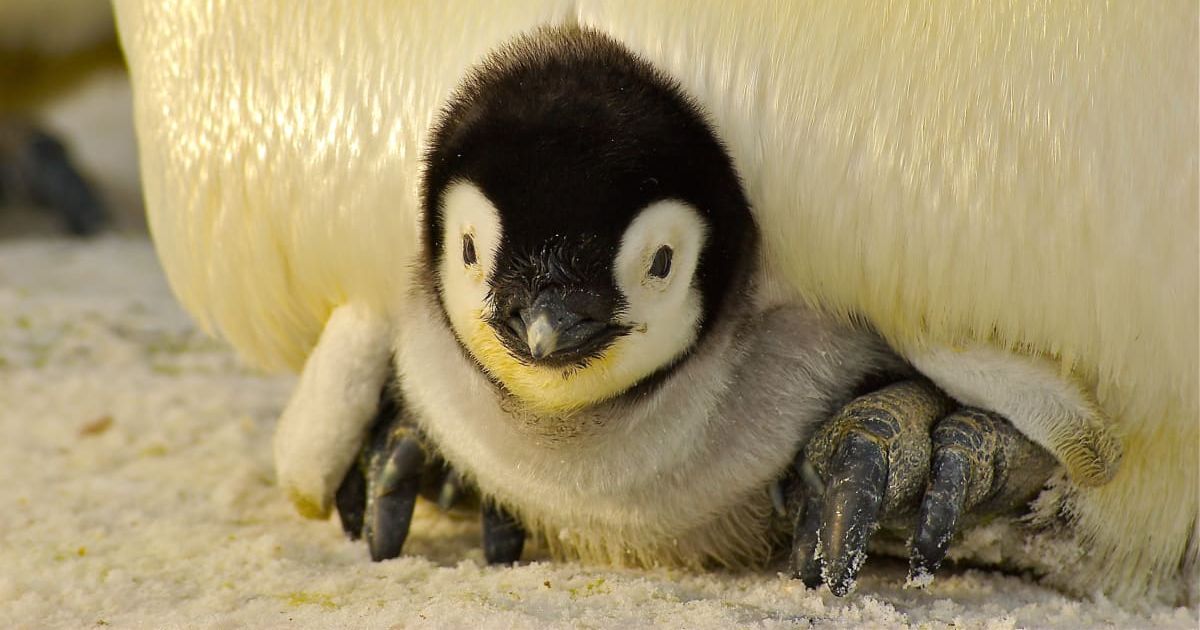 How a kindergarten teacher became the accidental guardian of 200 king penguins