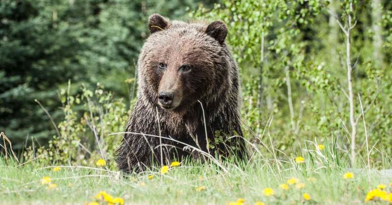 Woman was focused on freeing her trapped dog that she didn't notice the grizzly closing in on them in her own camera footage