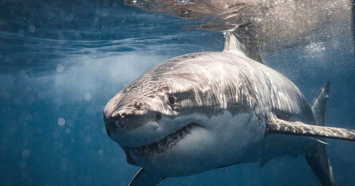 Scientists have a strange new way to forecast hurricanes: sharks