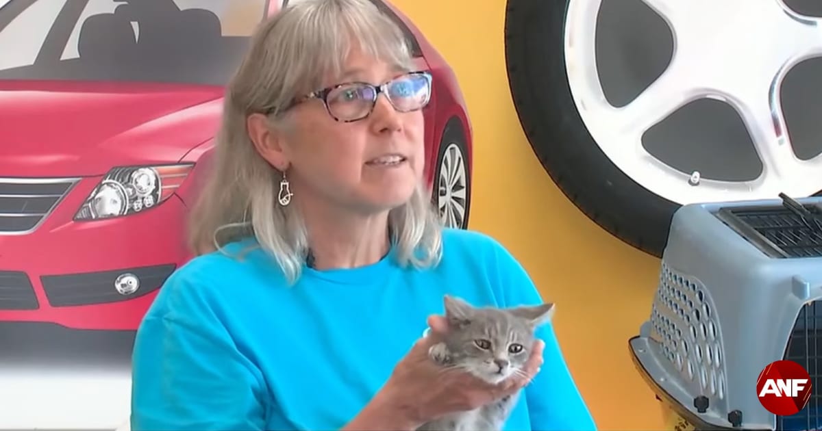 Cat crawled into a UGA student's car frame and survived an 11-hour drive. She only discovered it when a little paw poked out