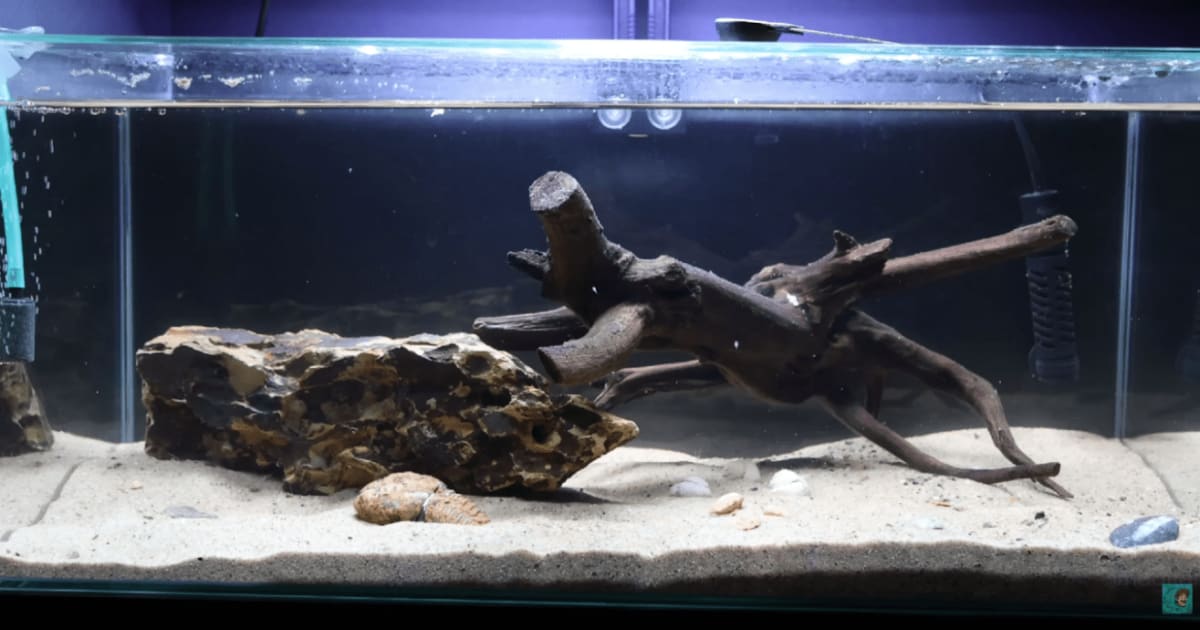 Man's fake flash flood revives 300-million-year-old eggs. They immediately turn on each other