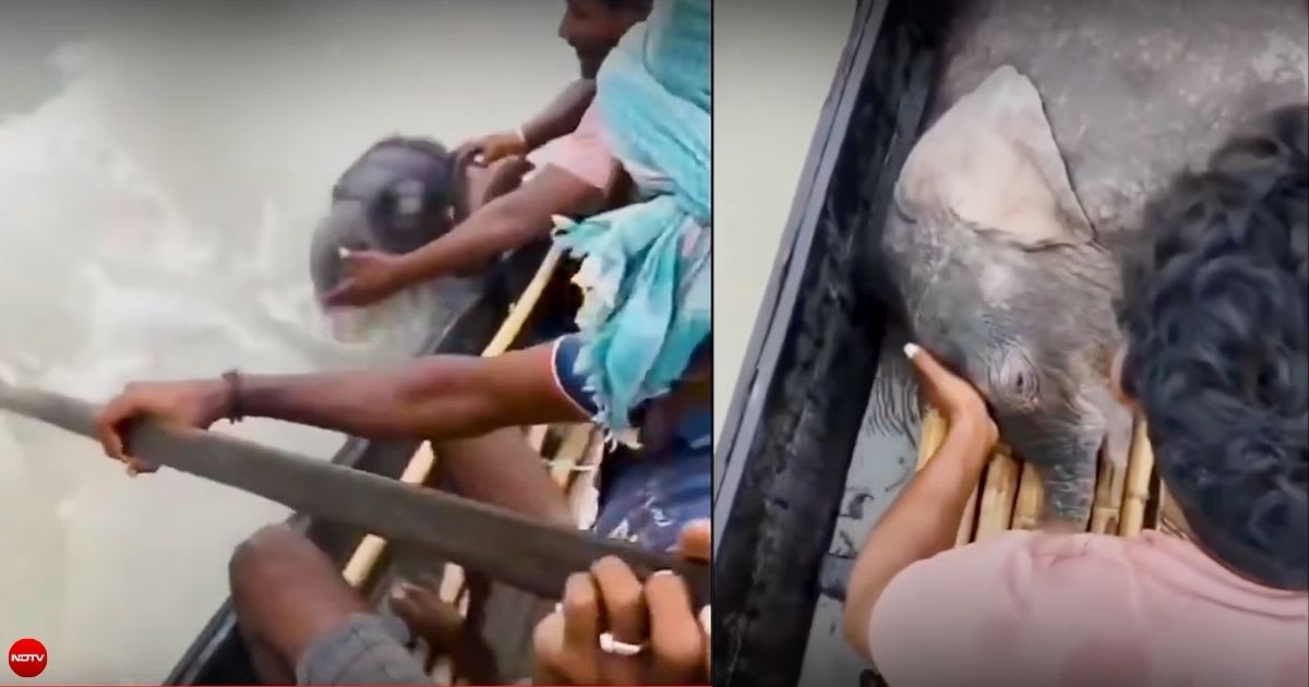 5 fishermen rescue an elephant calf swept 2.5 miles down a river. Then they set out to find mum