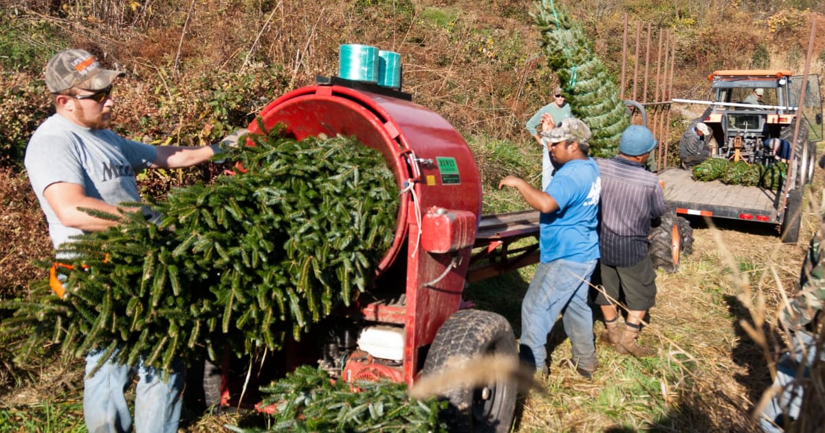 Scientists dumped 1,500 Christmas trees into a lake. 3 years later, tiny animals had increased tenfold