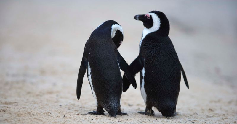 Gay penguin couple wanted kids so badly, they stole an entire nest of eggs from a lesbian couple