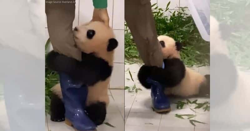 Adorable needy panda refuses to let zookeeper go, clings desperately to his leg