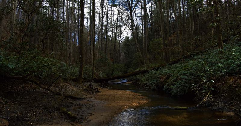IKEA buys 11,000 acres of forest in Georgia to protect it from development