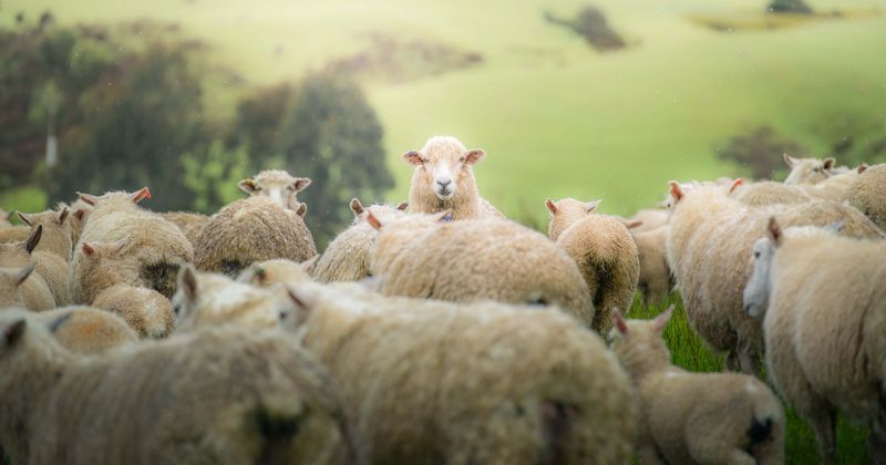 A plane reportedly had to make an emergency landing after sheep farts set off smoke alarms