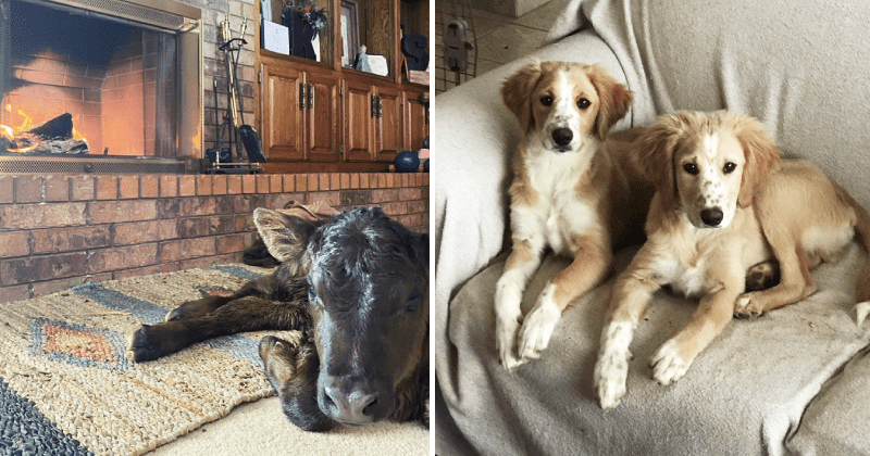 People in Texas are bringing farm animals inside their homes to save them from snowstorm