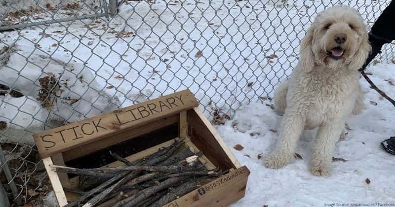 Cute 10-year-old made a 'stick library' for local dogs: 'No late fees, new sticks weekly'