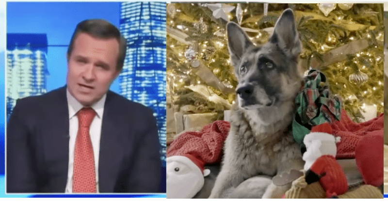 Newsmax host brand's Biden's "junkyard" dog "unpresidential" in a bizarre attack