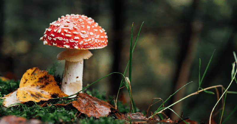 Magic mushrooms decriminalized in DC thanks to mom who used them to fight postpartum depression