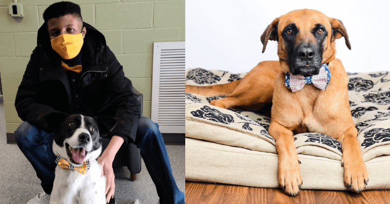Teen sews bow ties for shelter animals in heartwarming attempt to get them adopted