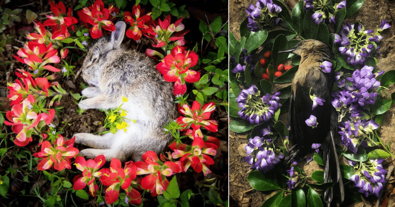 Woman creates floral memorials for dead animals she comes across so they can go respectfully
