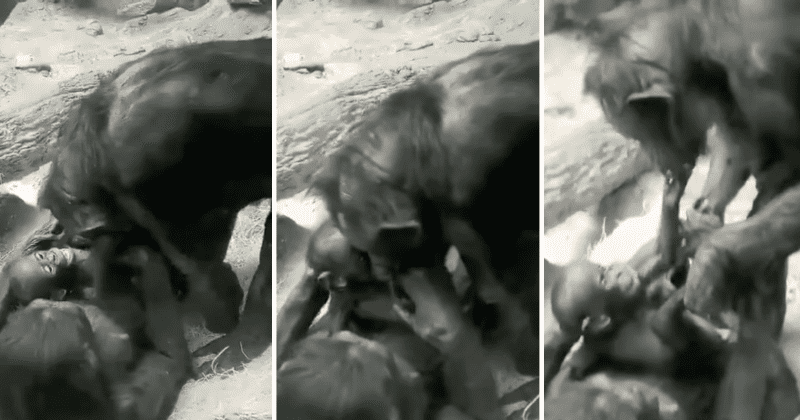 Cincinnati Zoo releases adorable video of a bonobo playing with her 9-month-old granddaughter
