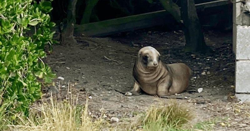 New Zealand shuts down road for a month to protect new sea lion mom and pup