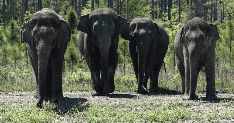 35 ex-circus elephants get new life as they arrive in Florida sanctuary to retire among forest and wetlands