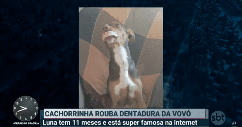 Dog can't stop grinning as her family spends hours searching for grandma's missing dentures