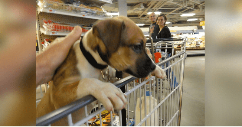 Italian supermarket has special carts designed for dogs so they can go shopping with their humans