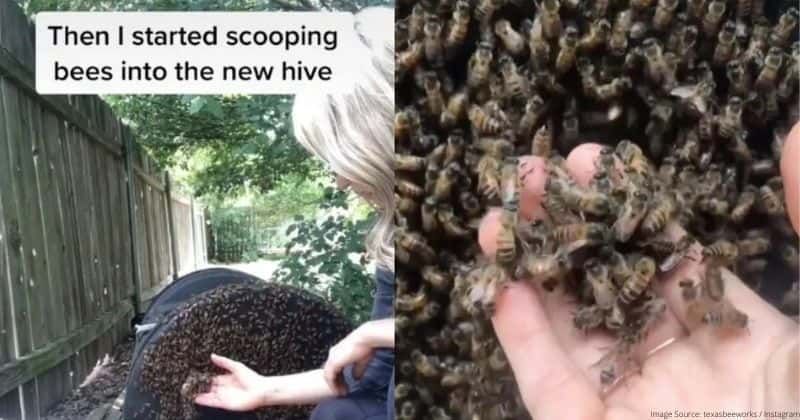 The internet is divided over the viral TikTok bee lady who scoops bees up like popcorn
