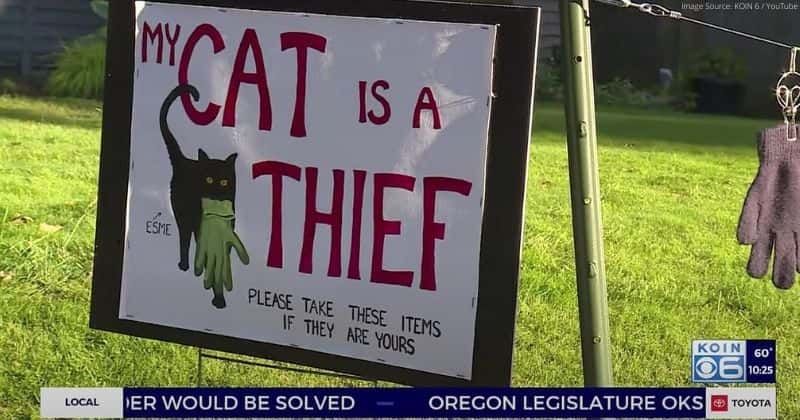 'My cat is a thief': Oregon woman calls out her pet for stealing from neighbors with yard sign