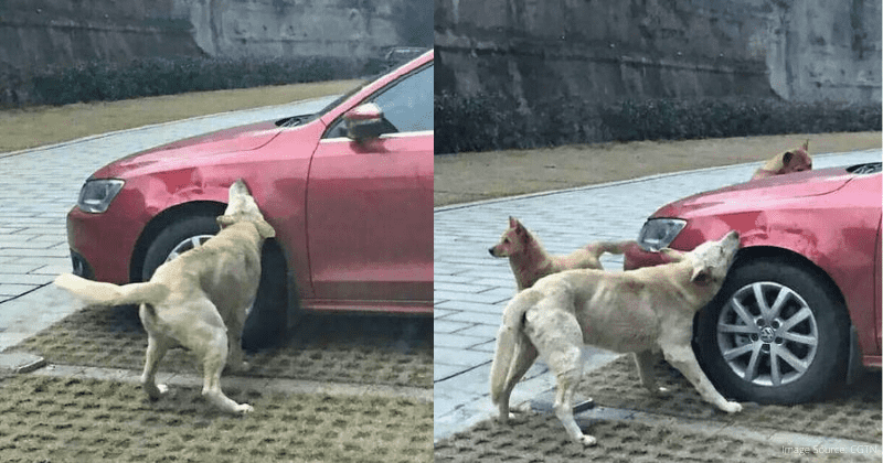 A stray dog kicked by cruel driver seemingly returns with friends to trash his car