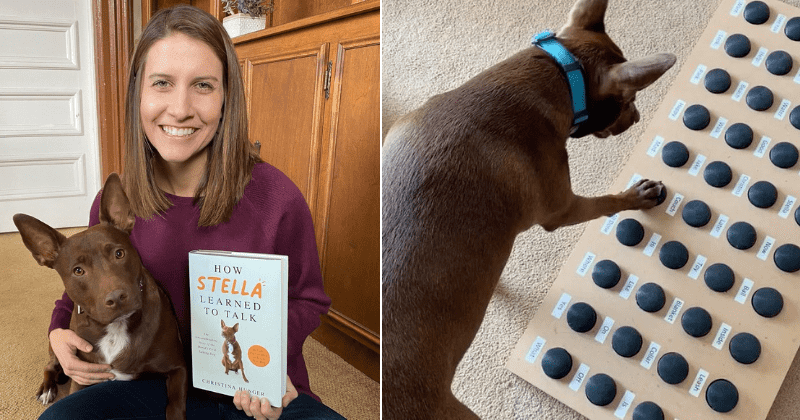 Meet Stella, the dog who learned to 'speak' in sentences using a homemade communication device 