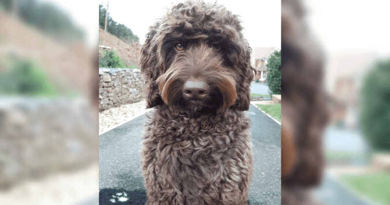 'Amazing' therapy dog saves woman who was considering taking her life on a motorway bridge
