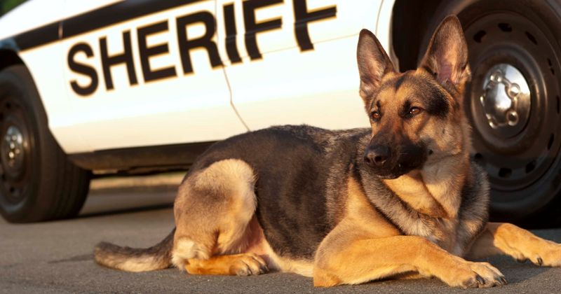 Experts call for end to police dog deployment amid patterns of brutal, unnecessary attacks