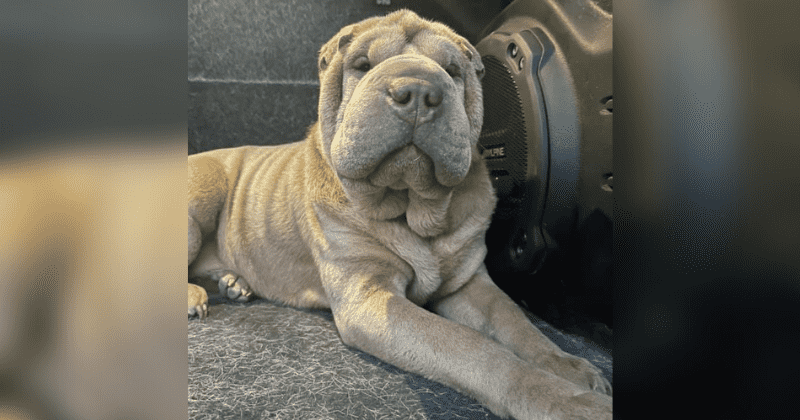 His dog was stolen, then he found the thief. But instead of calling the police, he got her into rehab.