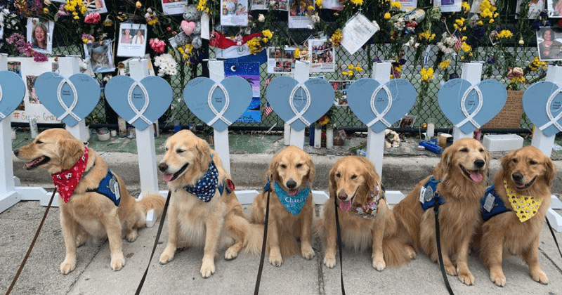 These adorable golden retrievers went to Surfside to comfort first responders