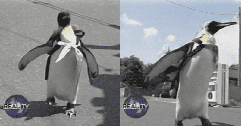 Meet Lala the penguin who loved to go shopping at the fish market by himself every day