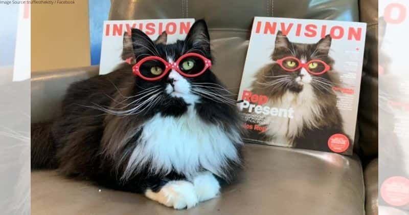 Say hello to Truffles, the cat who wears glasses to help kids feel better about their own
