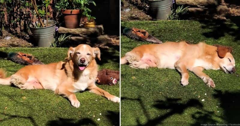 This two-legged doggo was rescued from war-torn Afghanistan and has fully recovered: 'He's full of joy'