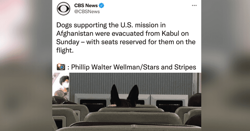 U.S. military dogs were reportedly given seats on evacuation flights from Afghanistan