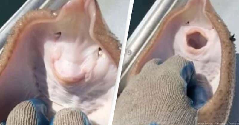 Those 'cute' videos of animals are actually traumatic AF for them