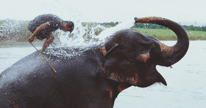 New Sri Lankan animal protection laws forbid "drunk driving" elephants, bans baby elephants from work