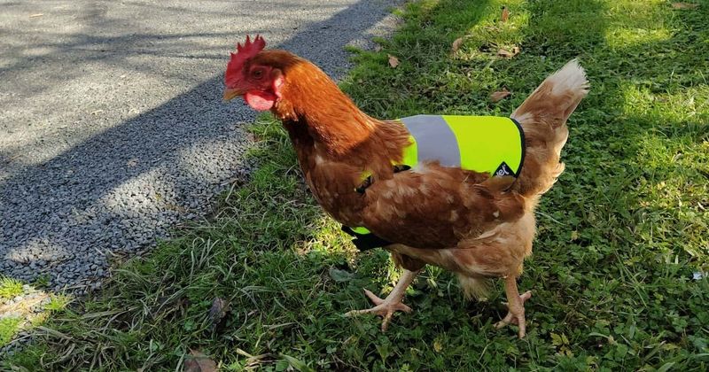 A chicken is the traffic patrol officer at this preschool. And yes, she wears a fluorescent vest