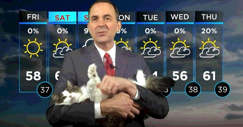 Meteorologist's cat becomes a TV star after crashing his home broadcast