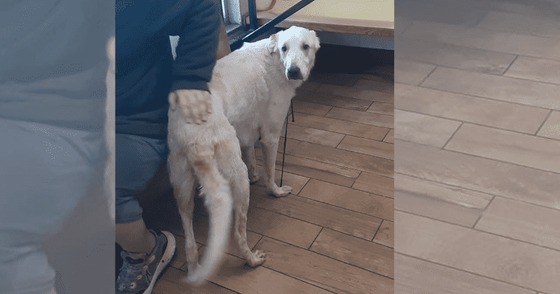 'Big Hero Dog' swims through Tennessee's floodwaters to save young boy with autism