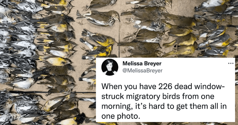 Hundreds of birds died after slamming into the World Trade Center one day