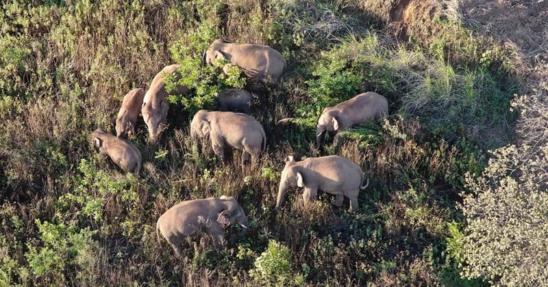 Chinese city builds 'food court' for migrating elephant herds to avoid conflicts with locals